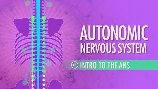 Autonomic Nervous System Sympathetic vs Parasympathetic Animation [upl. by Yclehc]