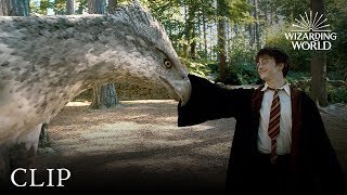 Meet Buckbeak  Harry Potter and the Prisoner of the Azkaban [upl. by Gil]