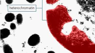 Euchromatin and heterochromatin [upl. by Yssor211]