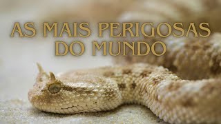 As 10 Cobras Mais Perigosas do MUNDO 🐍 [upl. by Hgielime]