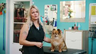 Why Groomers Swear by ZYMOX for Healthy Happy Pets [upl. by Aneekal]