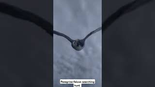 Peregrine falcon searching hunt  Short videoFalconlover5 [upl. by Zehc]