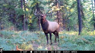 Bugling Bull  Elk Rut  Trail Camera Video [upl. by Llieno360]