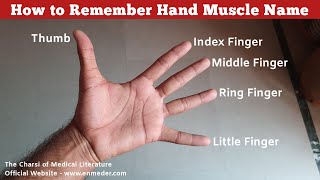 How to Remember Hand Muscle Name  Upper Limb Anatomy  TCML [upl. by Tolecnal]