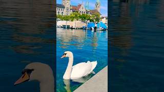 Handsome Swans 🦢 at The Limmat River 🇨🇭zurich switzerland shortsfeed travel [upl. by Trueman]