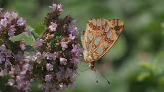 motyl dostojka latonia Issoria lathonia Queen of Spain Fritillary butterfly [upl. by Brandenburg]