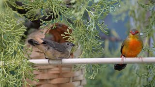 Aviary update Cautiously optimistic about OrangeBreasted waxbill chicks [upl. by Lolande]