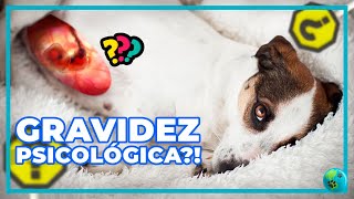 TUDO que Nunca te contaram sobre PSEUDOCIESE Gravidez Psicológica em Cadelas [upl. by Donavon905]