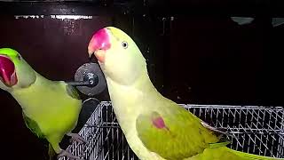 Parrot Natural Sounds  Parrot Talking parrotmedia [upl. by Arst]