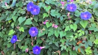 Ipomoea indica  Blue Dawn Flower Morning Glory [upl. by Ettevets103]