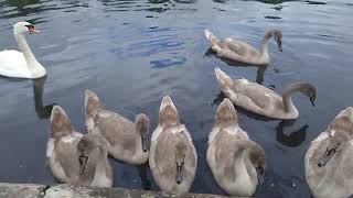 Lovely Springburn park Glasgow Uk [upl. by Enilraep]