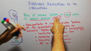 CVS physiology 119 Role of nervous system in rapid control of arterial pressure [upl. by Matheny37]