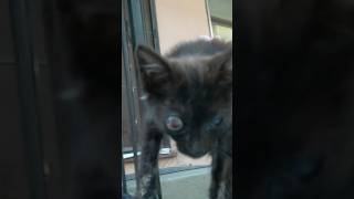 Sick kittens with terrible infections rescued  full rescue video wwwHopeForPawsorg rescue [upl. by Darej]