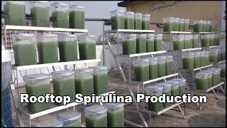 Spirulina Growing  Make Money Fast With Low Investment [upl. by Nahtnhoj]