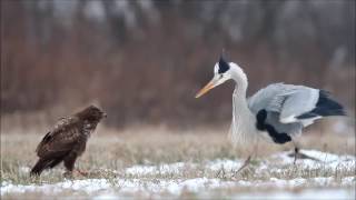 Grey heron fights common buzzard  czapla siwa i myszołów  Canon 400mm 56  Canon 7D  bird fight [upl. by Humberto]