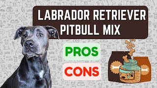 Pitbull Lab Mix Labrabull PROS amp CONS [upl. by Qahsi354]