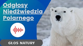 Odgłosy Niedźwiedzia Polarnego [upl. by Hedwig821]