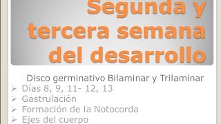 Segunda y Tercera semana del desarrollo embrionario  Embriología [upl. by Hernandez]