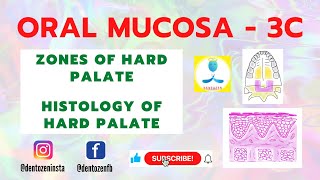 Oral Mucosa Part 3C  Zones of Hard palate  Histology of Hard Palate  Incisive papilla  Rugae [upl. by Zielsdorf183]