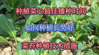 種植秋季菜心的最佳時間，如何種植菜苔長的好？ [upl. by Hairabez434]