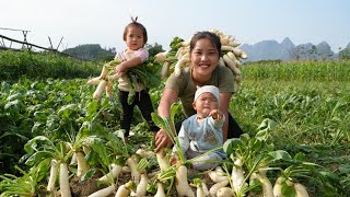 Harvest giant radishes to sell at the market  cook nutritious porridge for your children to eat [upl. by Olotrab]