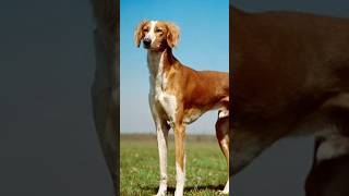 Salukis dogs The oldest dog breed [upl. by Aneev]