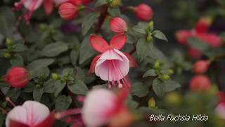 Bella Fuchsia Hilda  Garden Plant with Flowers all Summer long [upl. by Nonnaer]