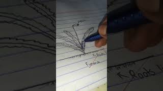 Funaria🌿☘ Drawing drawing shorts science biology schoolexam art ytshorts [upl. by Nalyk]