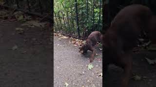 Patterdale terrier catches rat with stealth skills [upl. by Bonaparte]