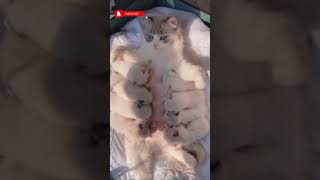 Heartwarming Moments A Mother Cat Nurturing Her Precious Kittens Moments [upl. by Elisabet]