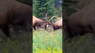 Bonehead shedding his velvet at 4 years old deer velvet shedding animals facts youtube [upl. by Raffin]