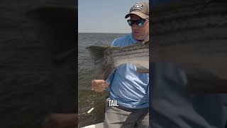 Admiring a 50pound Striped Bass with Capt Joe Diorio [upl. by Akenat]