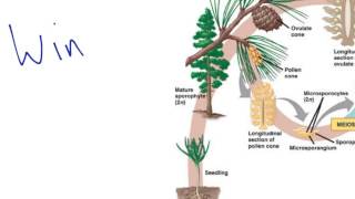 Gymnosperm Reproduction [upl. by Ecraep]