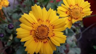 99🌿🥀Whole year 🌹heavy🌻 flowering 🥀easy to grow🌿🥀 hardy🌻 COREOPSIS🌻TICK SEED🐛 care Tips [upl. by Lena892]