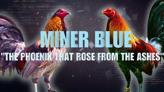 MINER BLUE GAMEFOWL BLOODLINE Fighting Style and History [upl. by Aiek]