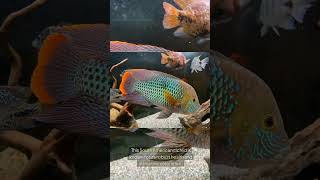 The Gold Saum Cichlid Andinoacara Rivulatus [upl. by Hansiain799]