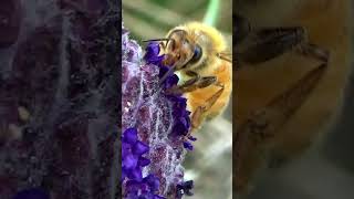 Honey Bee Collecting Nectar from Flowers 🌷 shorts [upl. by Decrem]