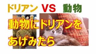 【まったり生活記】犬、猫、サルにドリアンをあげてみたら。 [upl. by Giacomo505]