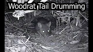 Woodrat Tail Drumming [upl. by Tzong305]