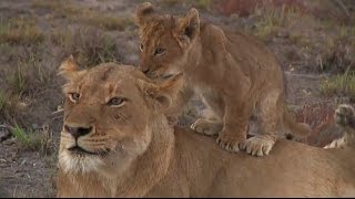 Safari Live  2 Nkuhuma Lionesses  3 Cubs and 2 Birmingham Boys Aug 04 2016 [upl. by Lach112]