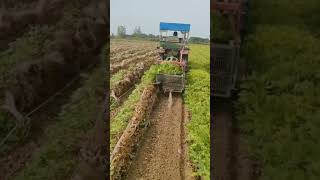 Ripe peanut digging and sifting machine Good tools and machinery can increase work efficiency [upl. by Eibber]