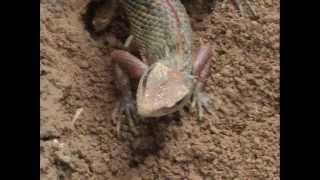 INDIAN CHAMELEON CALOTES LAYING EGGS [upl. by Allez]