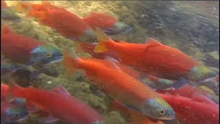 Kokanee Salmon Run September 2018  Causey Reservior  Weber County Utah [upl. by Tnecillim]