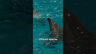 Why Are Dolphins So Playful with Humans 🐬 [upl. by Innad]