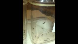 Trachymyrmex septentrionalis colony day 1 [upl. by Clynes]