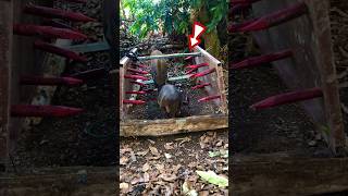 Make a quick pig trap with sharp iron clips trap pig wildpig [upl. by Nahsez]