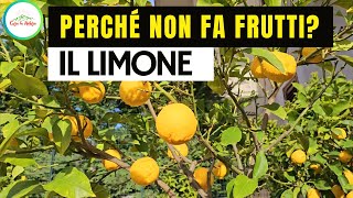 Perchè Il LIMONE NON FA FRUTTI [upl. by Eibo]