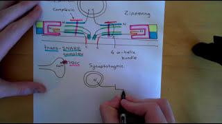 Synaptic Vesicle Exocytosis and Endocytosis Part 2 [upl. by Kristos166]