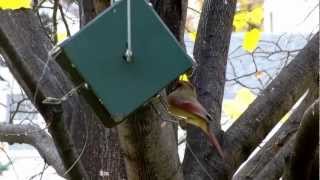 Female Cardinal fending off house sparrows feeding from Squirrel Proof RollerFeeder Bird Feeder [upl. by Hurleigh]