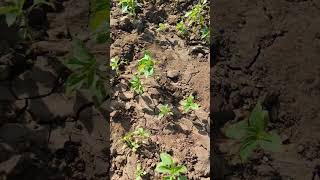 Chiya seeds kethi kisani viralvideo shorts [upl. by Daenis150]